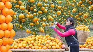 Harvesting Sweet And Fragrant Tangerines To Sell For Villagers, Harvest Cassava as Food For Pigs