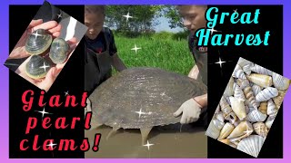 ❤️‍🔥😱Omg !! Giant Pearl OysterOpening ! Harvesting pearls | Real Pearl in the sh