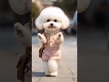 cute dog dance dog dogdance doglover dogs dogshorts papi tranding viral