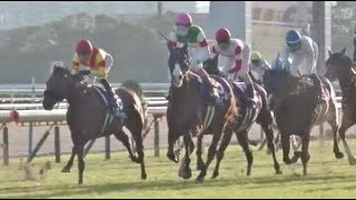 第40回　マイルチャンピオンシップ（ＧⅠ）　ナミュール　牝４　56　藤岡康太　2023.11.19　　出走馬：ソウルラッシュ、ジャスティンカフェ、エルトンバローズ、ダノンザキッド、イルーシヴパンサー他