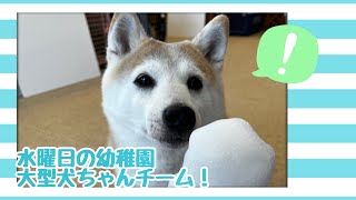 【犬の幼稚園】紫竹山店⛄️水曜日の大型犬ちゃんチーム⛄️