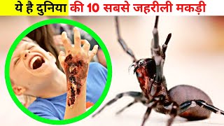 Venomous spiders in the world in hindi |  Top 10 sabse jahreeli makdee | Factiy TV