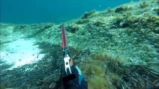 Spearfishing Malta 2016