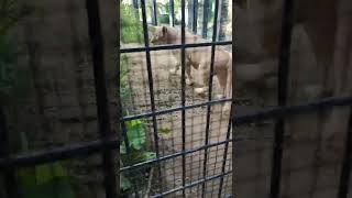 晴れ風🌞⑨ホワイトライオン・白獅子・リズムちゃん・沖縄こどもの国・・・White_Lion ・Okinawa Zoo \u0026 Museum(20220714)