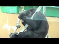 gorilla gentaro is jealous of a small gorilla.he taps kintaro s leg cutely.【kyotocityzoo】