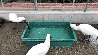 ローテーション！？クロツラヘラサギのごはんタイム@掛川花鳥園