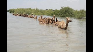 Kutch and Camel | Camel Breed Of India | Maldhari of Kutch | Camel Milk Drinking Benefits For Health