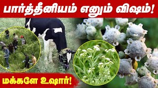 உடனடியாக அழிக்கப்பட வேண்டிய விஷ செடி “பார்த்தீனியம்”