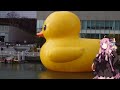 【rubber duck】琴葉茜が代読するラバーダック2022 in 大阪・中之島【アヒルちゃん】