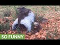 Orphaned otters experience pile of leaves for the first time