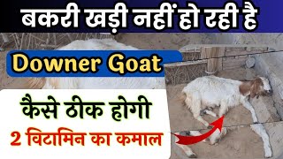 बकरी को तुंरत खड़ा करने वाले Most विटामिन Bakri Khadi nahi ho pa raha hai / goat not standing up