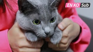 내 돈 주고 산 고양이 용품 Best 4 ! 👍 / 4 best products for your cat in Korea