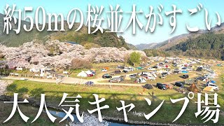 【お花見キャンプ】たくさんの桜の中で食べる卵料理が美味すぎた【ソロキャンプ】【春キャンプ】