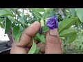 how to grow and care double pattern aparajita flower vine