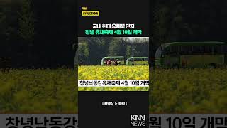 창녕낙동강유채축제 4월 10일 개막 / KNN