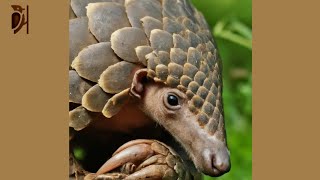 Pangolin- The Scaly Anteater Under Threat