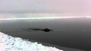 Agviq - Bowhead Whale