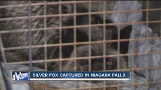 Rare Silver Fox captured in Niagara Falls