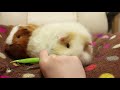 【モルモット】葉っぱの方が好き！？【guineapig】