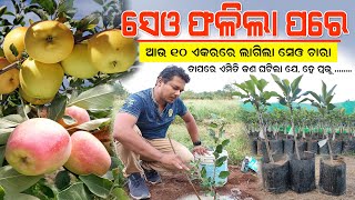 ସେଓ ଚାରା ଆଉ ଗୋଟେ ବାଡ଼ିରେ ଲଗା ହେଲା || hrmn99 Apple farming in Odisha & Anna apple farming in Odisha.