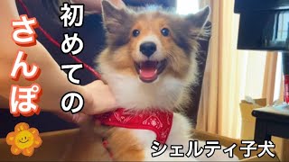 【シェルティ子犬】初めてのさんぽ！！