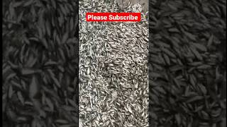 1000 చేప పిల్లలు 150 rs #fish #fishermen #amazingfishing #fishing #viral #fishfeeding #fish seeds