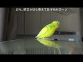 パーカッション（トントコトン）の修行に打ち込むセキセイインコ、チャッピー　chappie the budgie practices percussion again today