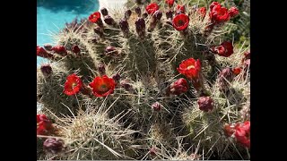 Red Flower Cactus! Echinocereus coccineus- Episode 45