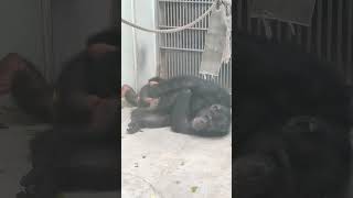 夏山🏔️⑥チンパンジー・モコイチくん・スグルくん・ギンくん・沖縄こどもの国・・・Chimpanzee ・Okinawa Zoo \u0026 Museum(20240823)