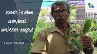 ഓര്‍ക്കിഡ് ചെടികള്‍ തെരഞ്ഞെടുക്കുന്ന വിധം | How to Select a Healthy Orchid from Store