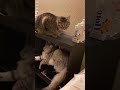 unplanned unscripted undeniably funny 😄 cutiespet funnyanimals cutespets animals funnyvideos