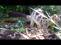 owston s palm civet