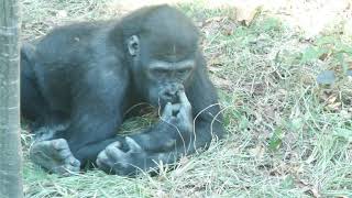 破壊されていくゴリラの森 第二放飼場😅　上野動物園　ニシゴリラ