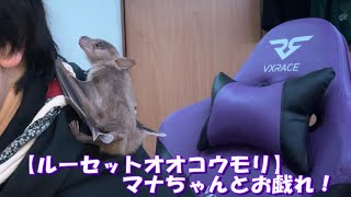 【ルーセットオオコウモリ】マナちゃんとお戯れ！【りんと日記】