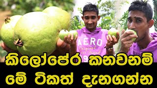 KILO PERA | කිලෝපේර කන්නෙ බලාගෙනයි