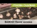 Голова садовая -  ВАЖНО! Посев чеснока