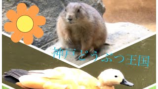 【神戸どうぶつ王国】かわいい動物に癒されました！　# プレーリードッグ　#カルガモ