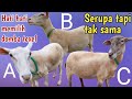 INI BEDANYA‼️DOMBA TEXEL DARI GREAT A,B,DAN C SERTA KISARAN HARGANYA