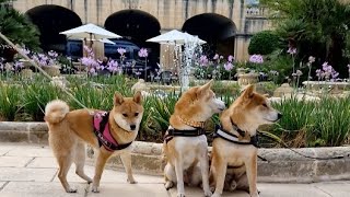 LIVE: All 3 At The Presidential Gardens