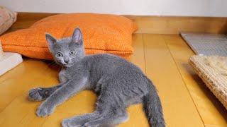 生後61日目のロシアンブルー子猫（ダイジェスト版）