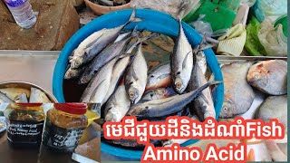 មេជីសរីរាង Fish Amino Acid (FAA)