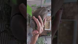 Petdove Skippy and some cuddles with mommy (he was not very much in a cuddle mood!) Ringneck dove