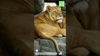 lion facts | lions | lions world | සිංහයා | සිංහයෝ #shorts