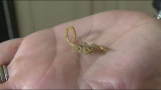 Scorpions are coming out of hibernation in Central Texas, how to keep the pests out of your home