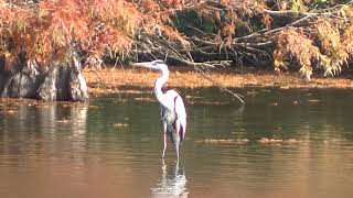 【水元公園の野鳥】美しい紅葉の下のアオサギ2020年11月22日