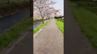 ◆四国の山香りの森公園及び香り会館◆　鳥羽川サイクリングロード桜並木（3）