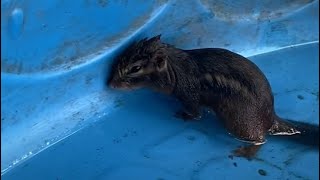 The girl saved the drowning chipmunk .. And even after he stayed next to her!