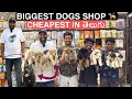 CHEAPEST & BIGGEST PET SHOP IN HYDERABAD - BIG DOGS - PUPPIES - DAY CARE