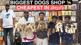 CHEAPEST & BIGGEST PET SHOP IN HYDERABAD - BIG DOGS - PUPPIES - DAY CARE