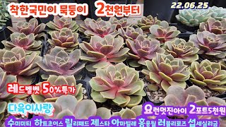 다육이사랑1탄/2천원부터/수미미티입고.녹영.머니메이커금.양진.홍용월.어크로톤금.러브리로즈.제스타.레드벨벳/택배 010 6301 7814